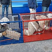 Профессиональная подготовка добровольных пожарных команд